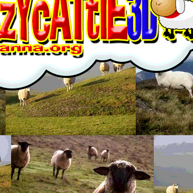 Pacchi Dillia