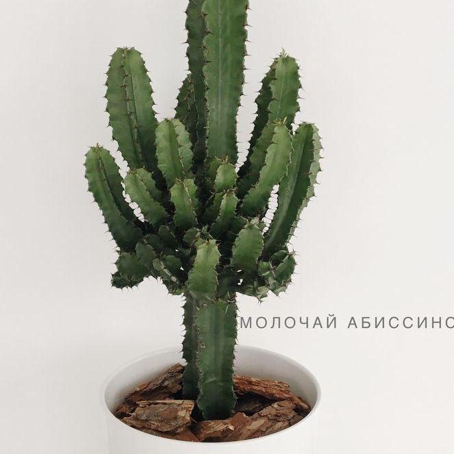 Planthub Happyplants