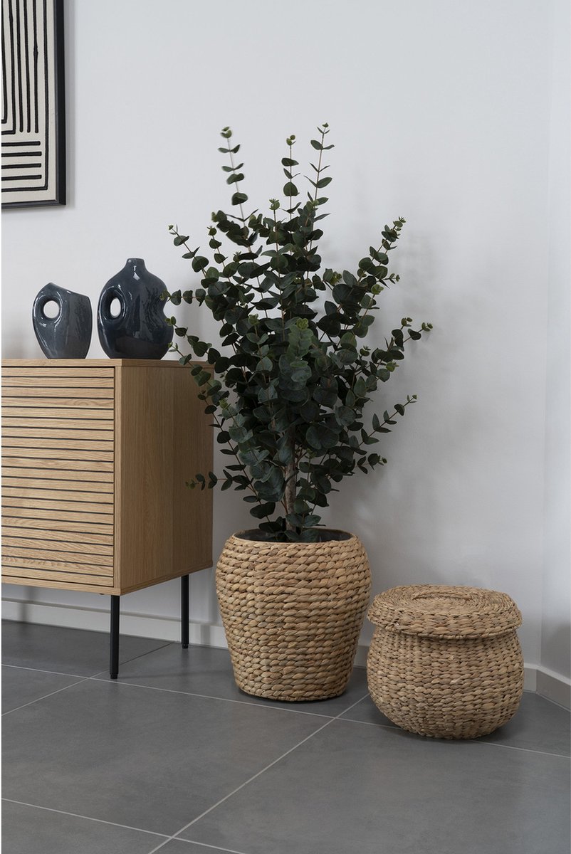 Zimmerpflanze House Nordic Eucalyptus