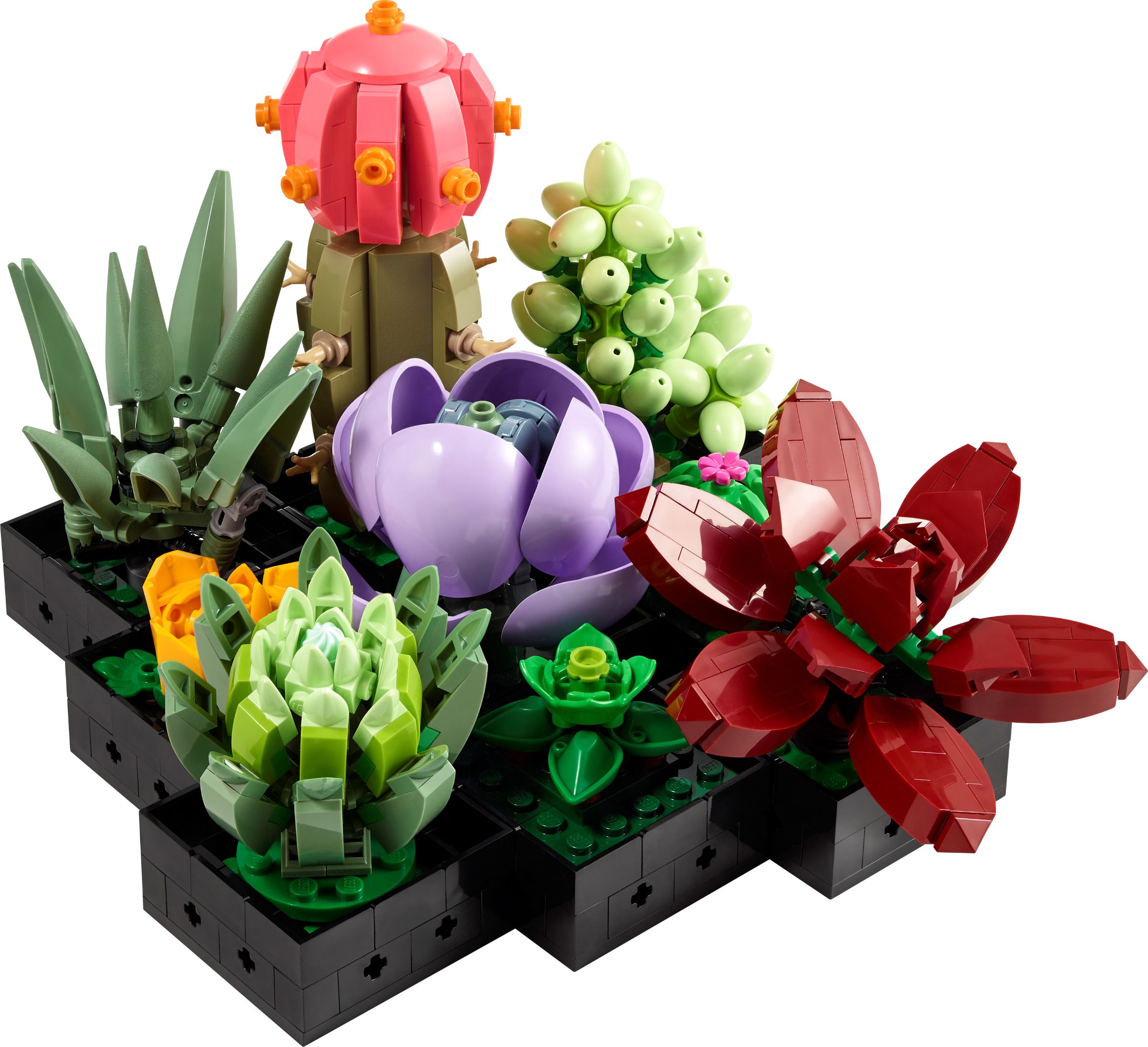 Les succulentes