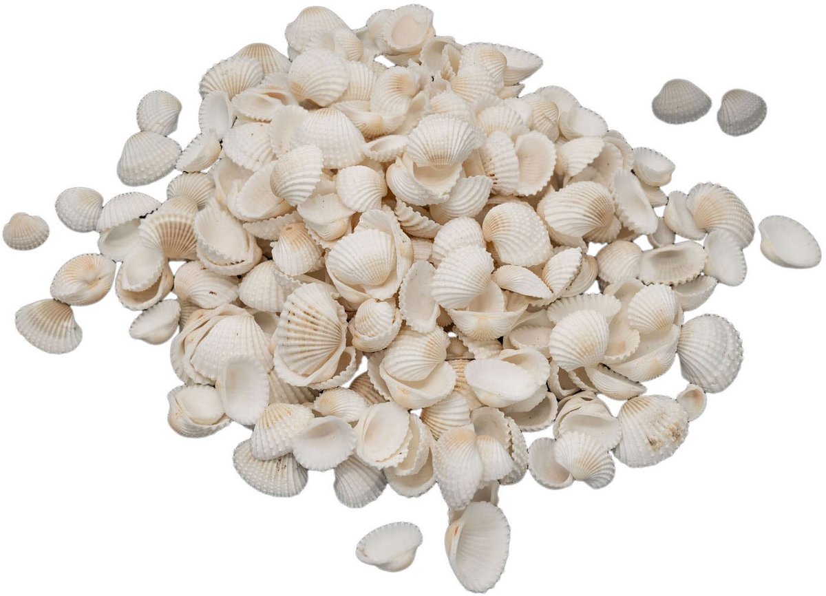Colorations - Small Ark Shells 500 grams