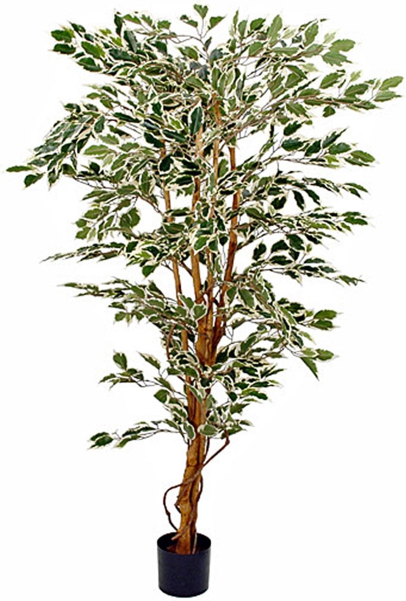 Planta artificial Ficus Hawaii (Altura: 180 cm, Verde, Plástico)