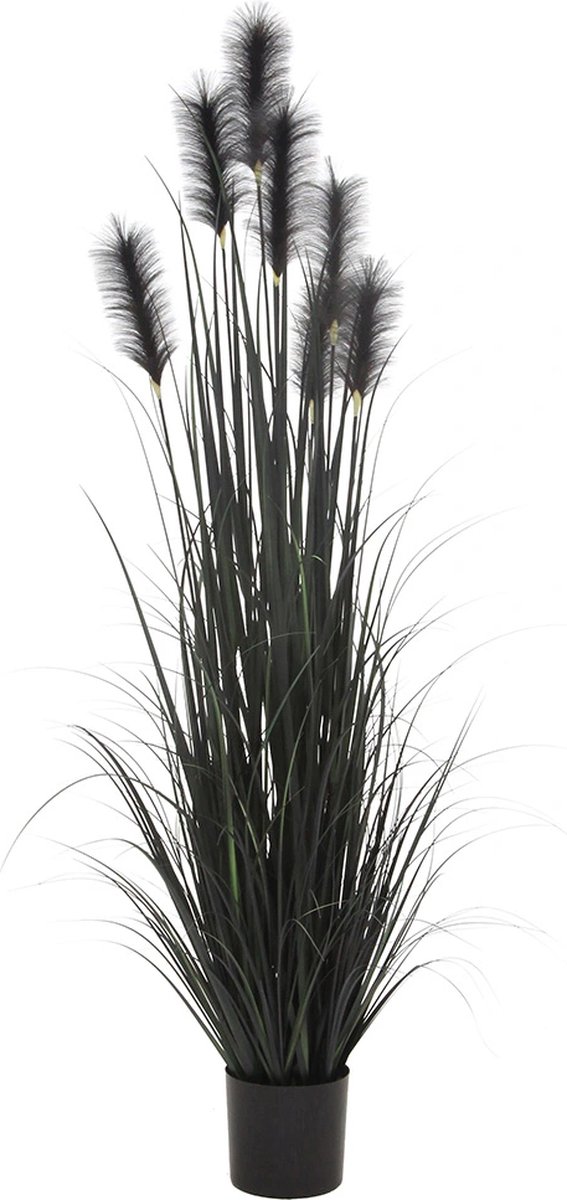 Federgras im Topf 183 cm schwarz