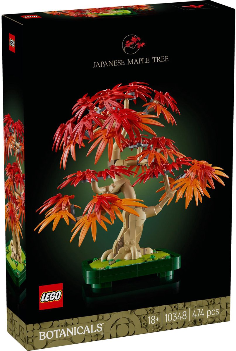 Klon palmowy bonsai