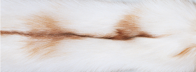 Kaschmirdecke mit Fuchs | Finland | 130x200 cm