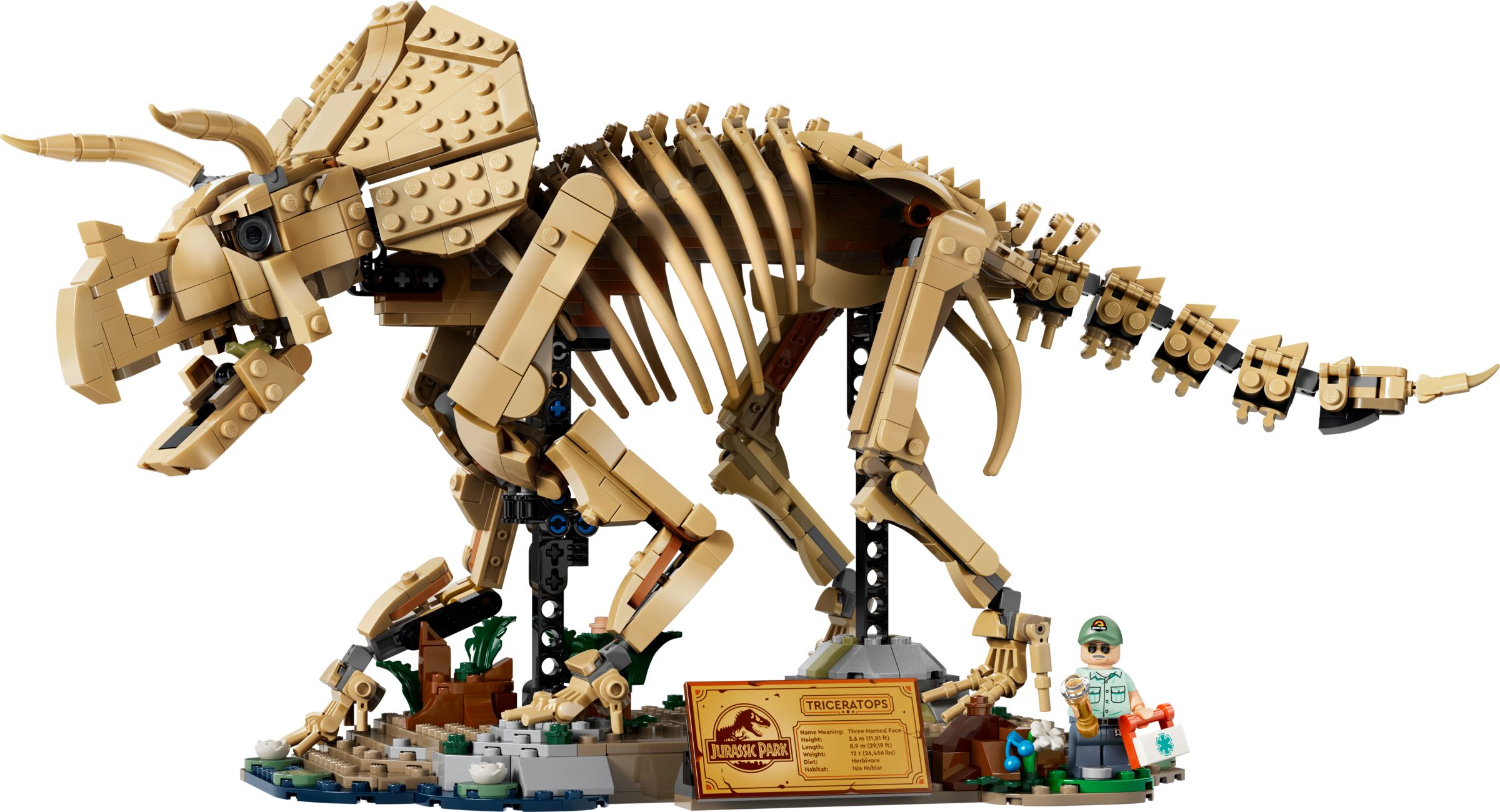 Dinosaurier-Fossilien: Triceratops