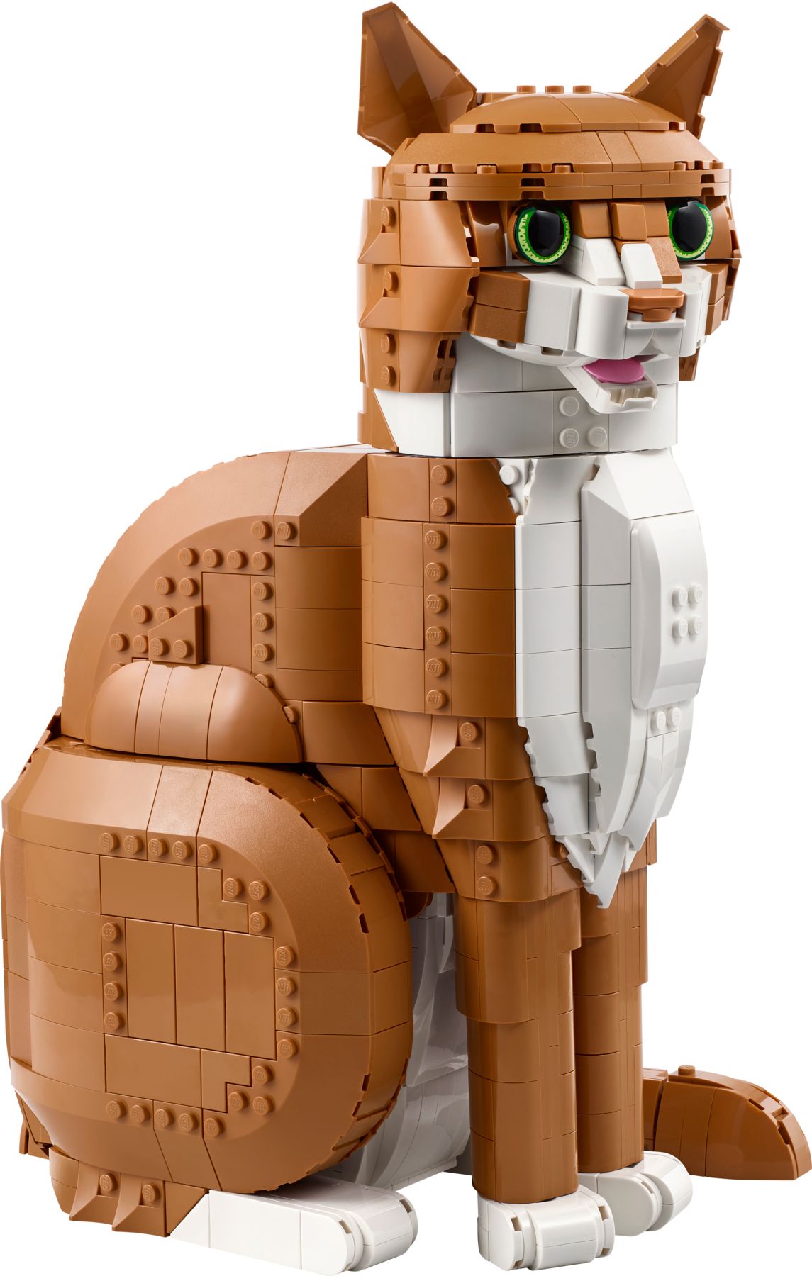 Gatto soriano