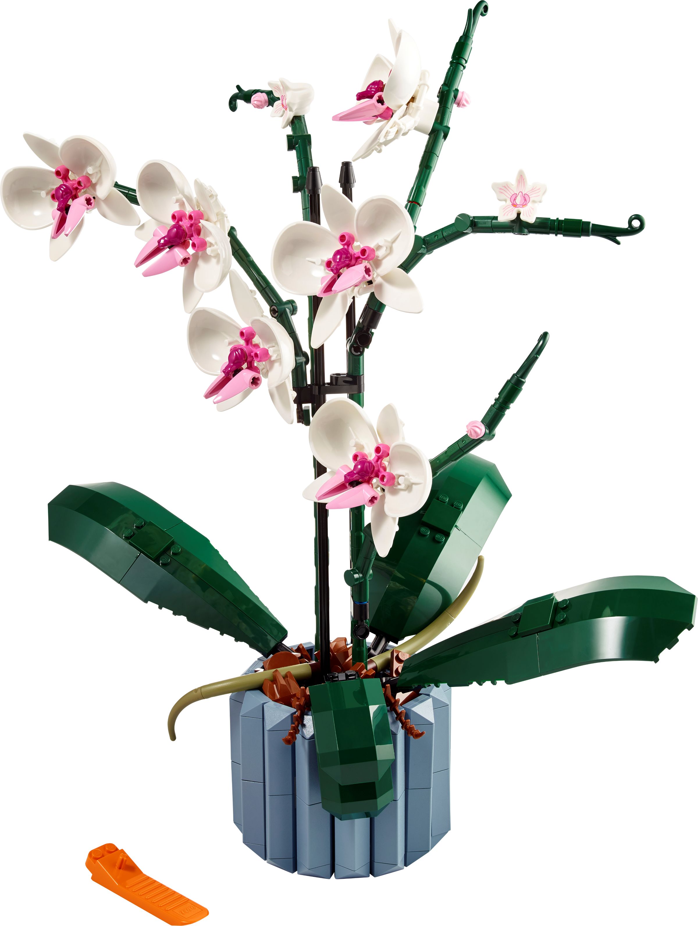 Orquídeas
