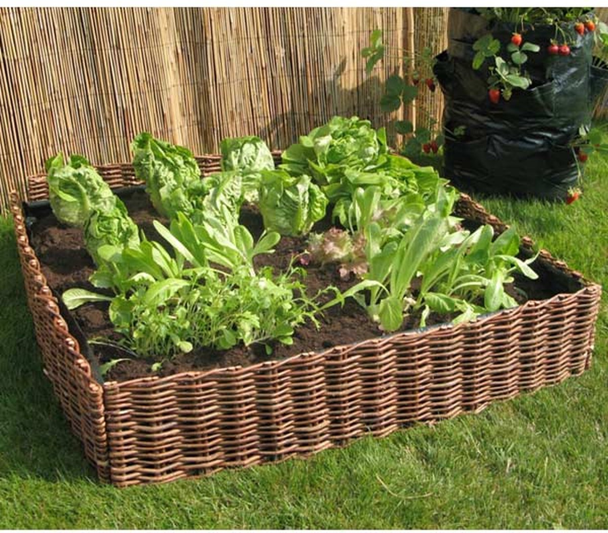 Gemüsegarten Beetkasten 80x80x20cm