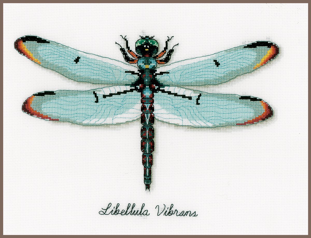 Bild Libelle