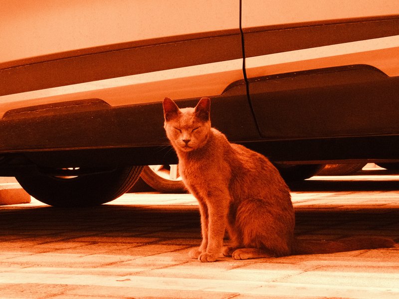 A cat sitting under a car, with a warm orange tint and shadows from the vehicle above.