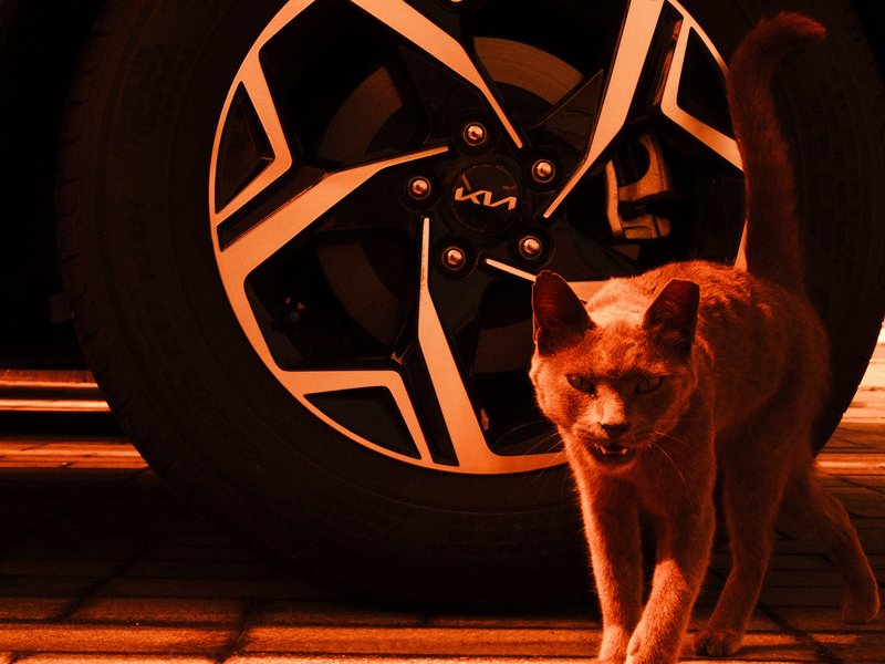 A cat walking near a car wheel, illuminated by warm light, creating a dramatic atmosphere.