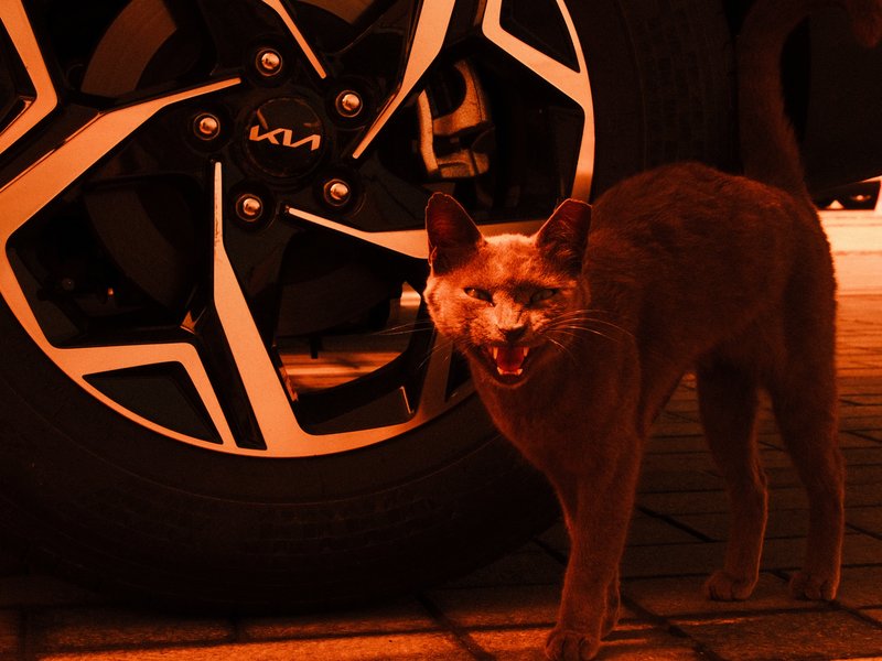 A cat standing next to a car wheel, illuminated with warm orange light.