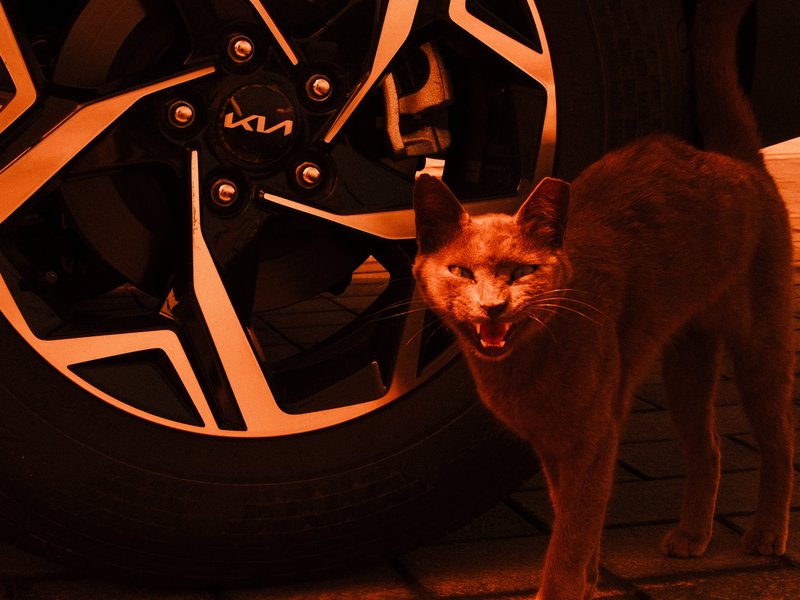 A cat standing next to a car wheel, with a warm orange tint dominating the scene.