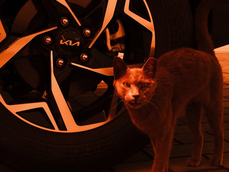 A brown dog stands beside a car wheel with a shiny black and white rim, illuminated in warm orange tones.