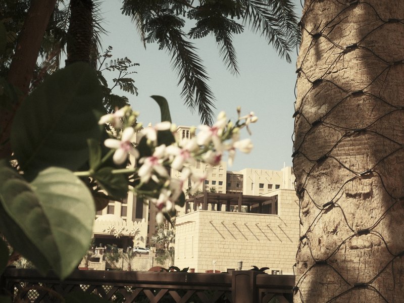 Close-up of white flowers with a palm tree and a building in the background under a clear sky.