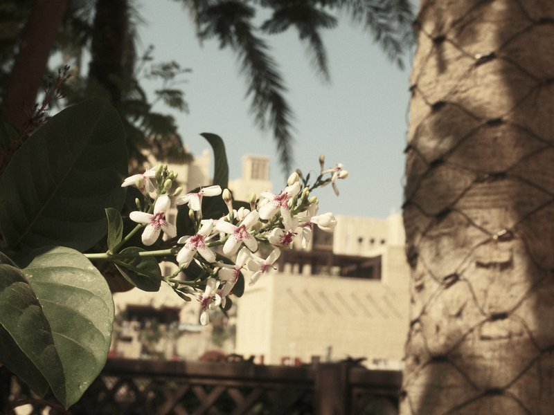 Close-up of white flowers with a palm tree and a building in the background under a clear sky.