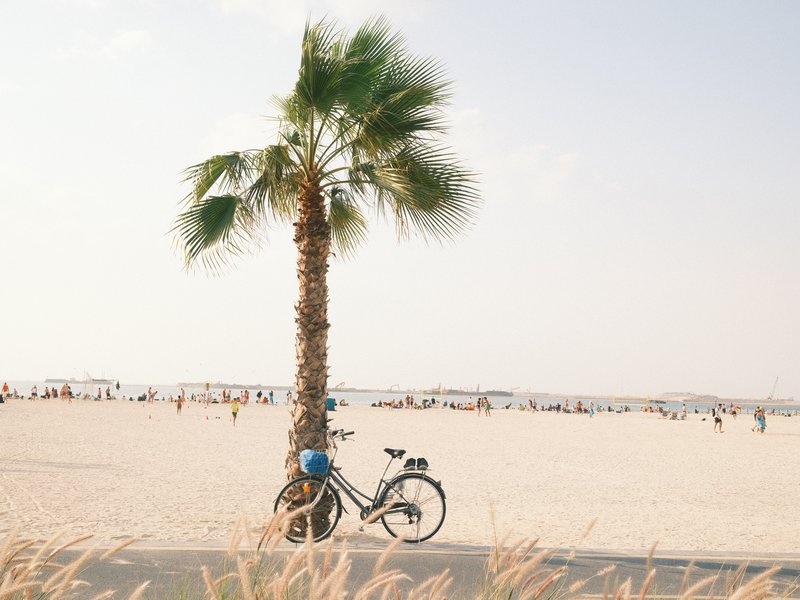 A palm tree beside a bicycle on a sandy beach with people in the background enjoying the sun.