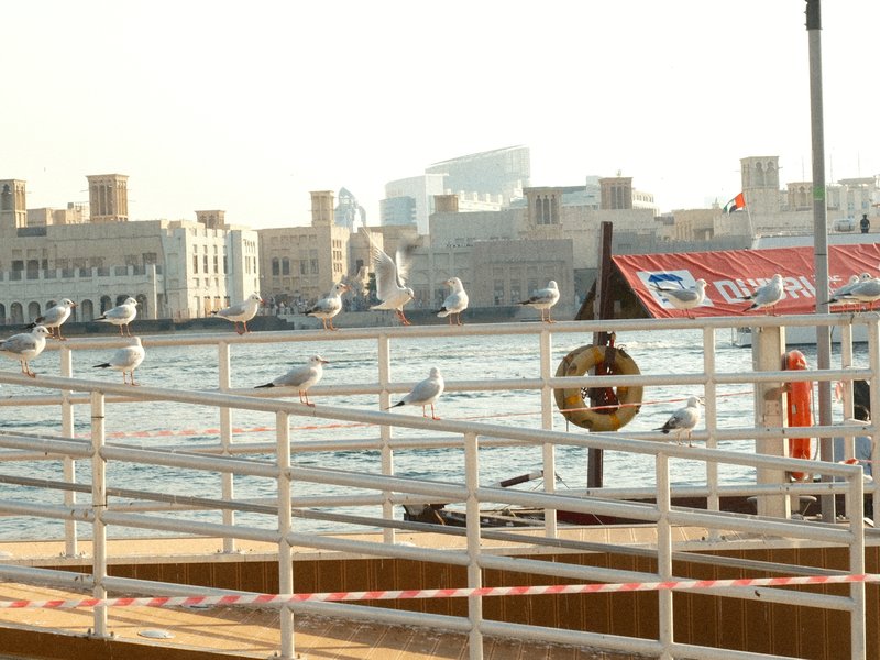 Seagulls perched on a railing by the water with buildings in the background under soft sunlight.