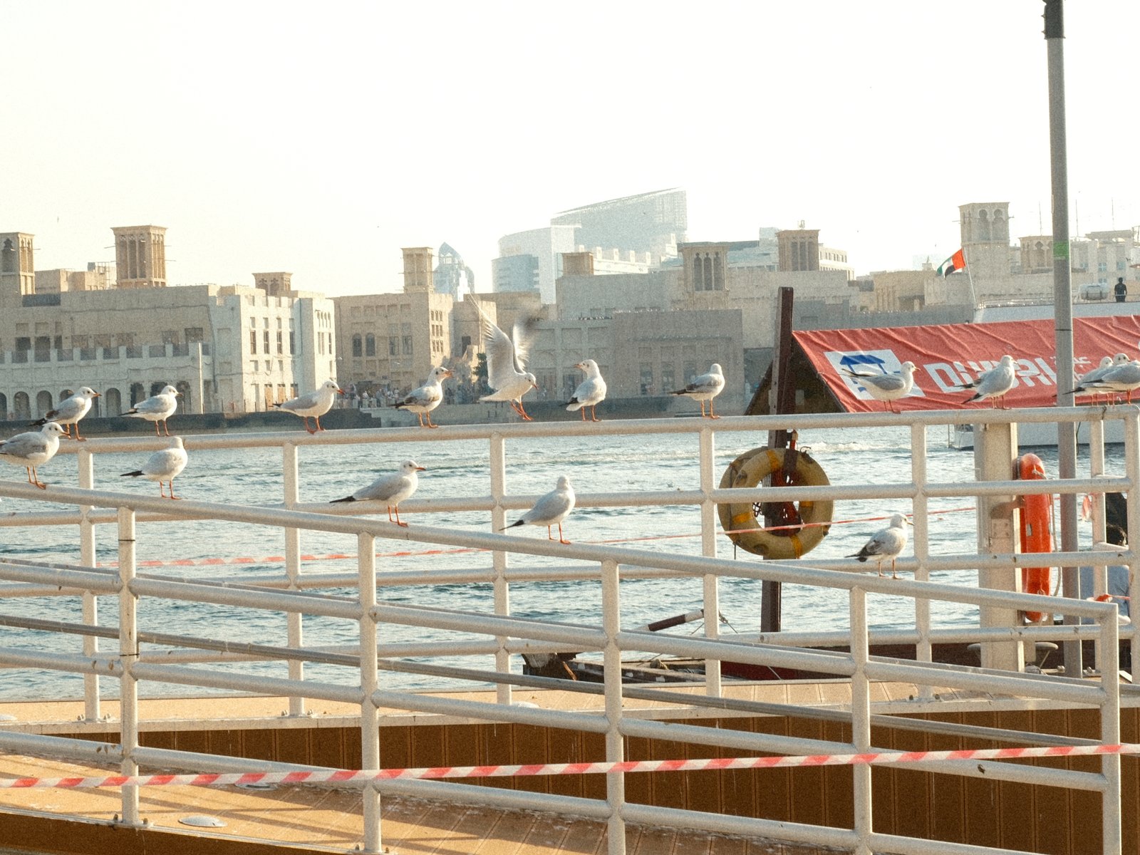 Seagulls perched on a railing by the water with buildings in the background under soft sunlight.