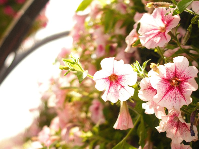 Close-up of pink petunia flowers with soft sunlight illuminating their petals.