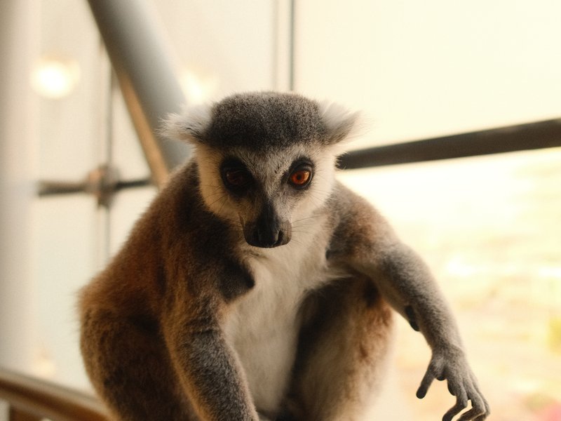 A close-up of a lemur sitting near a large window with soft light illuminating its features.