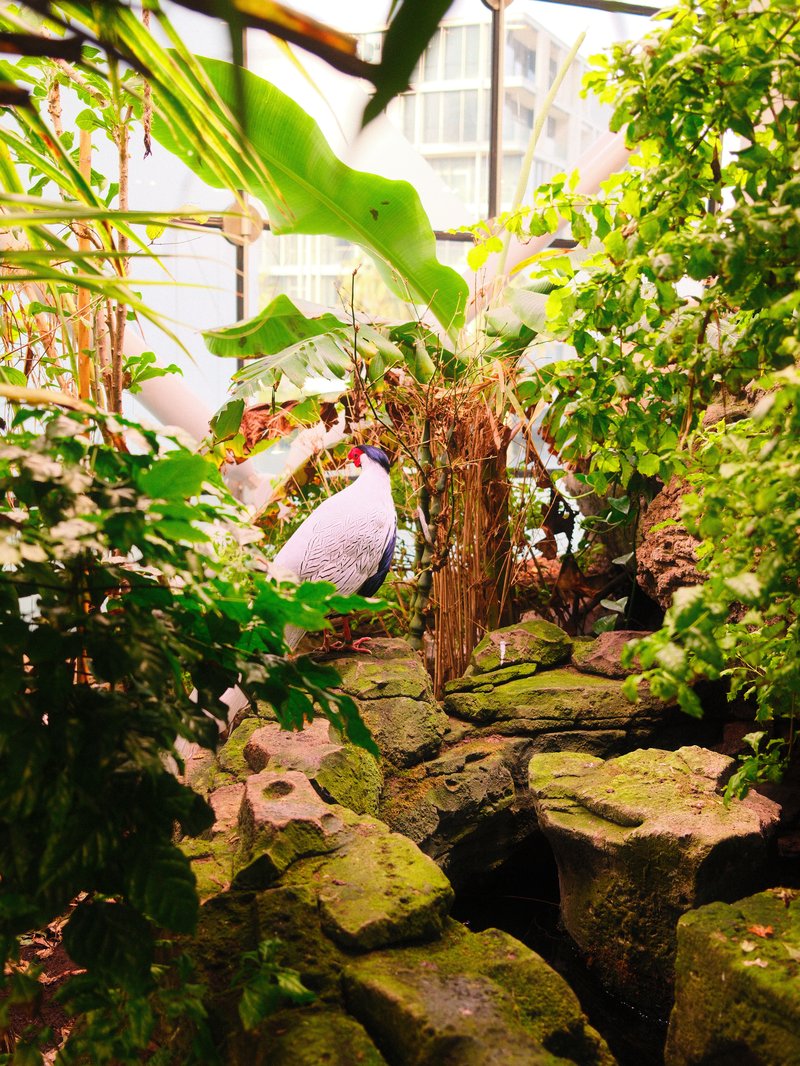 Lush indoor garden with greenery, rocks, and a hint of a bird in the background.