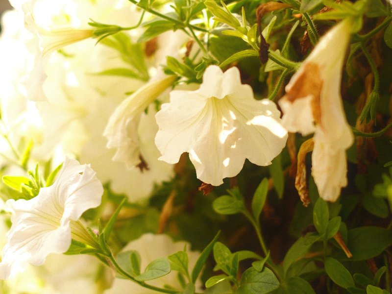 Close-up of white petunia flowers with soft sunlight illuminating them against a blurred green background.