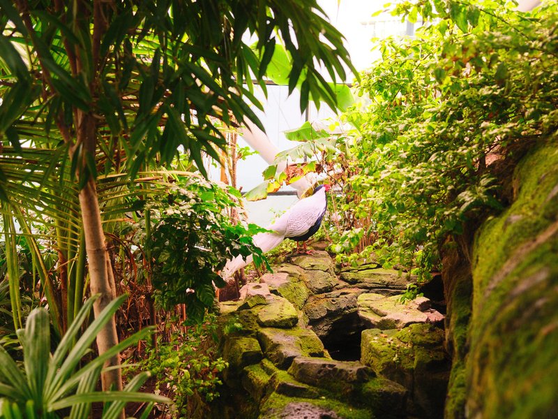A lush green garden scene with tropical plants and rocks, featuring a soft background.