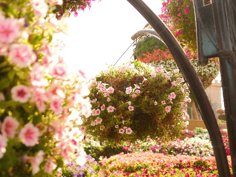 A vibrant display of hanging flower baskets in a garden setting, with soft sunlight filtering through.