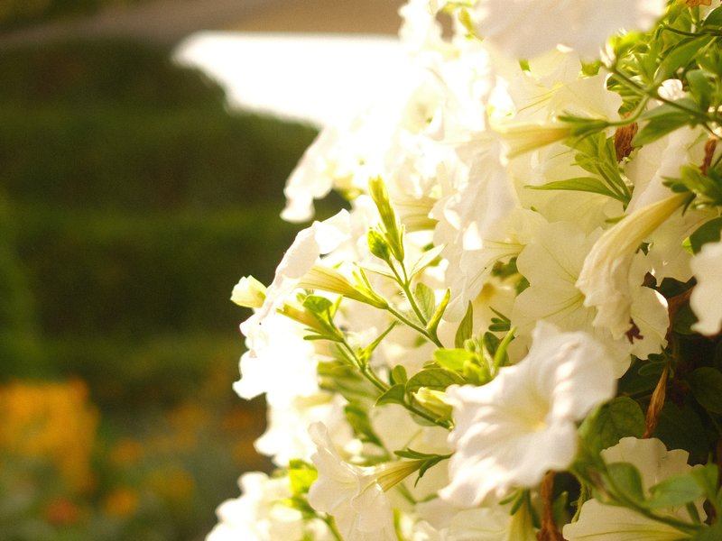 Close-up of white petunias with a blurred garden background.