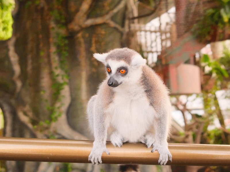 A lemur perched on a railing with a blurred tree background, showcasing its large eyes and soft fur.