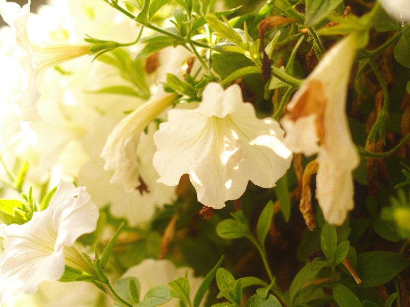 Close-up of delicate white flowers surrounded by green foliage in soft light.