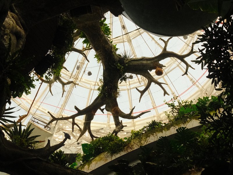 View of a glass dome ceiling with tree branches and greenery below.