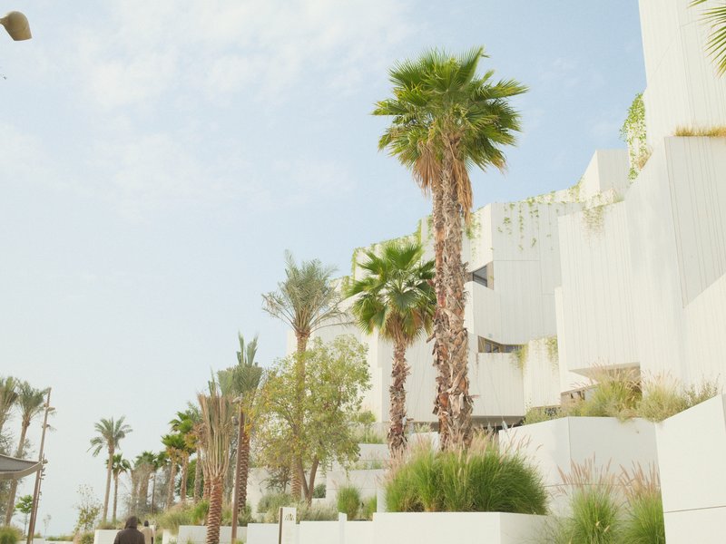 A row of palm trees and modern white buildings under a bright sky.