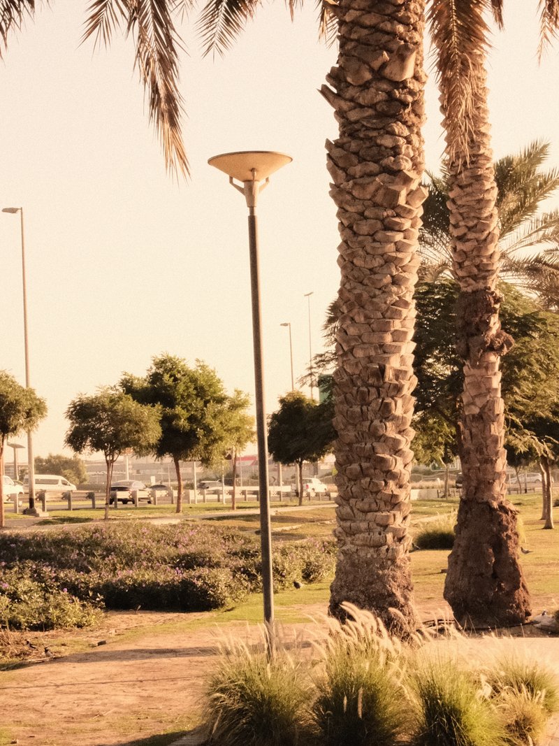 Palm trees and a street lamp in a park setting with a warm, golden hue.