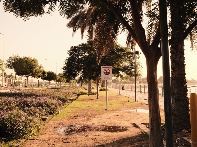 A sunlit pathway lined with trees and shrubs, featuring a no parking sign.