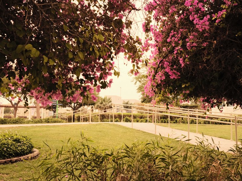 A serene garden scene with vibrant pink flowers and lush greenery under soft lighting.