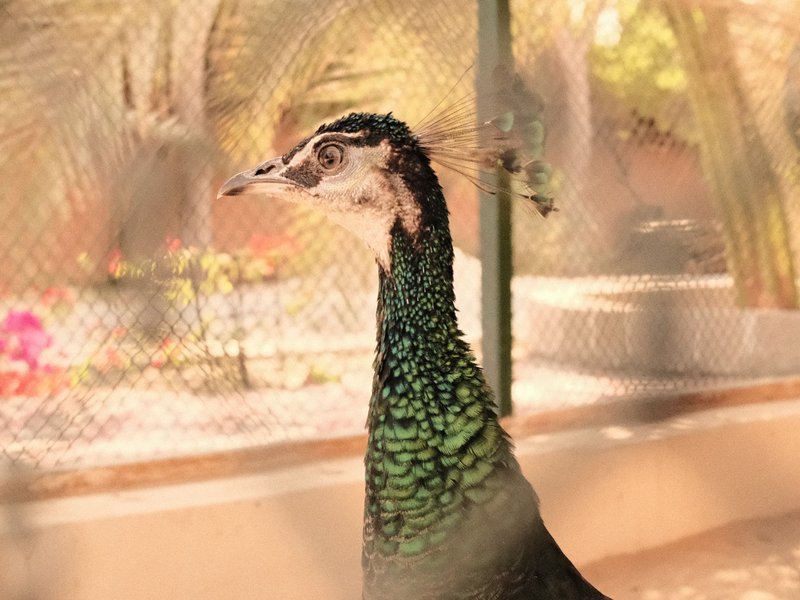Close-up of a peacock with vibrant green feathers, set against a blurred background of a garden.