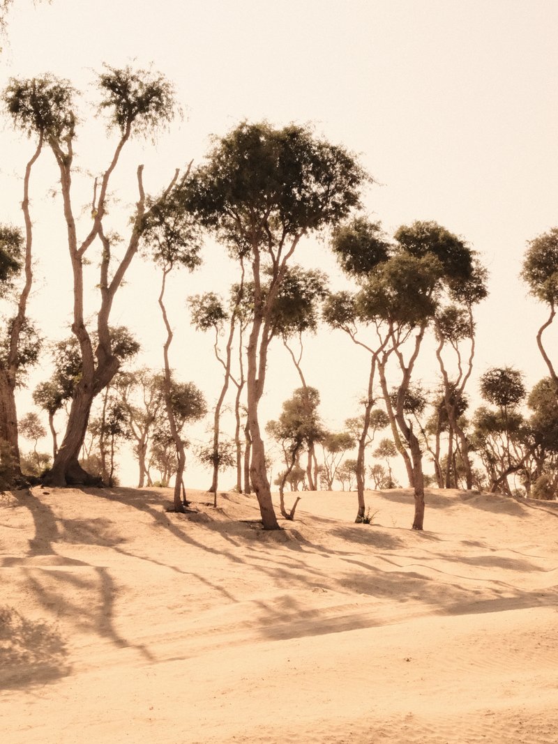 A sandy landscape with twisted trees casting long shadows under a soft light.