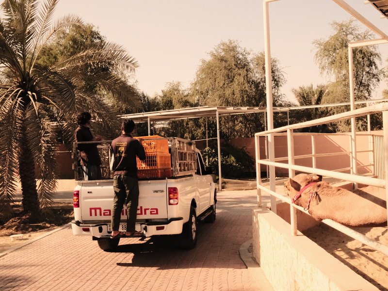 Two individuals loading orange crates onto a white pickup truck in a sunny outdoor setting with palm trees.