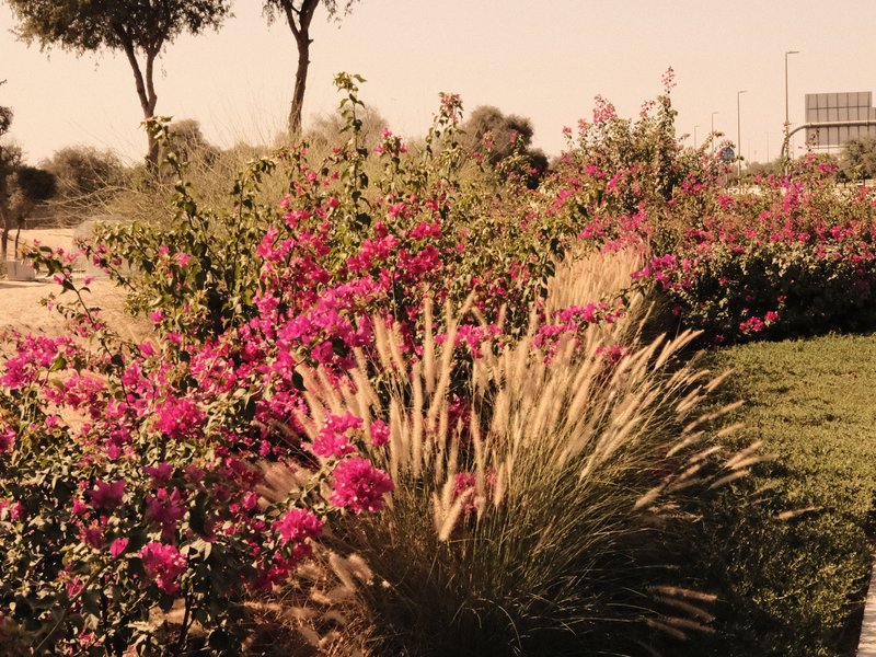 Vibrant garden scene with pink flowers and tall grasses under warm light.