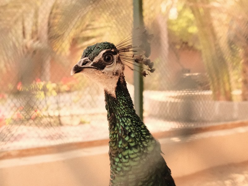 Close-up of a peacock's head with vibrant green feathers, blurred background of a garden.