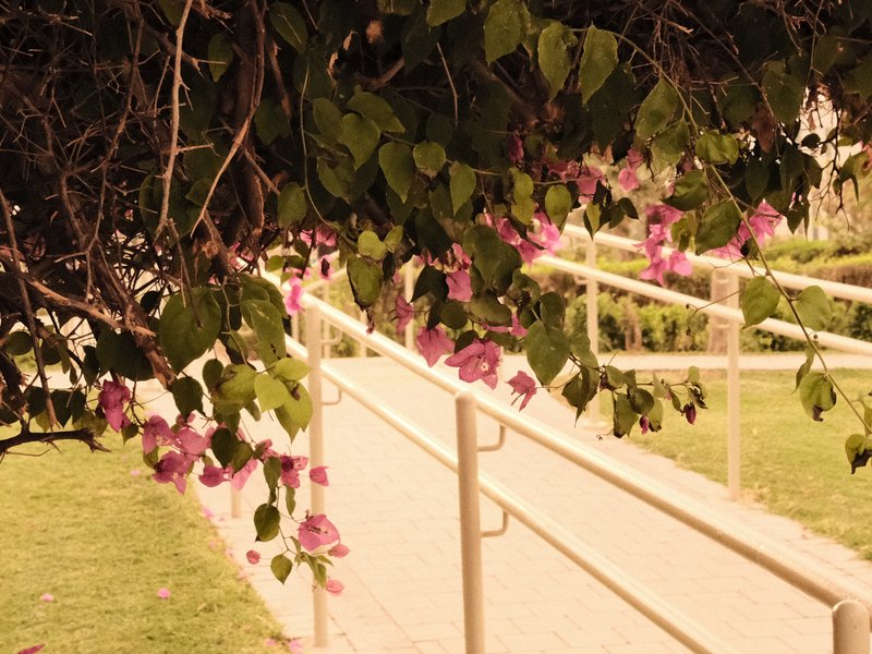 A pathway framed by vibrant green leaves and pink flowers, leading through a serene outdoor setting.