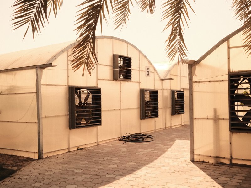 Greenhouses with fans and palm leaves in the foreground under a warm, hazy light.