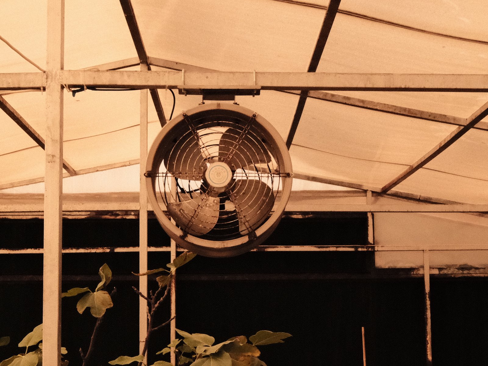 A vintage fan mounted on a greenhouse ceiling, surrounded by a white canopy and dark background.