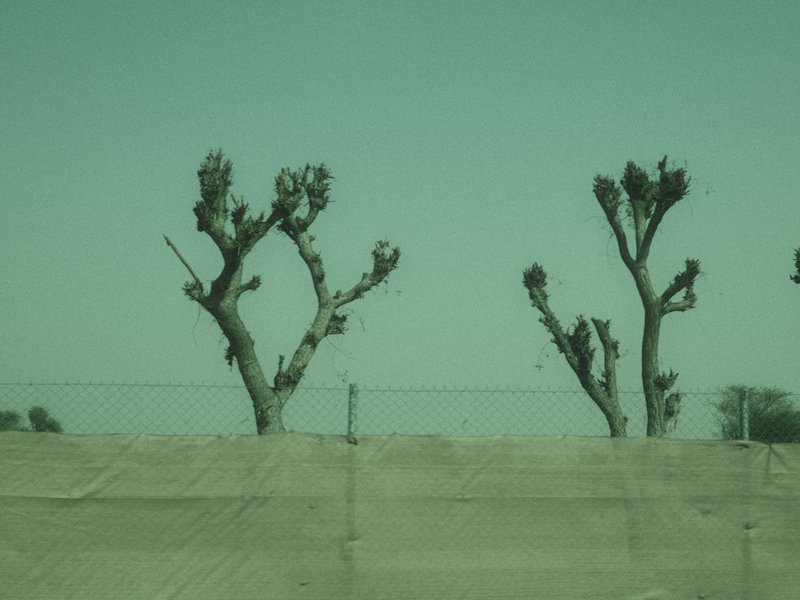 Two barren trees with sparse foliage against a pale sky and a concrete barrier.