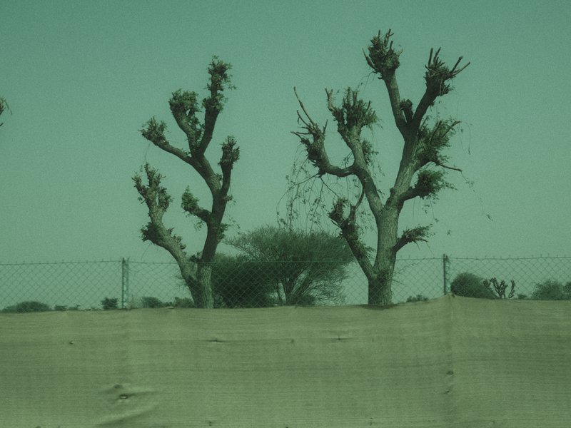 Two barren trees with sparse foliage against a hazy background of sand and distant vegetation.
