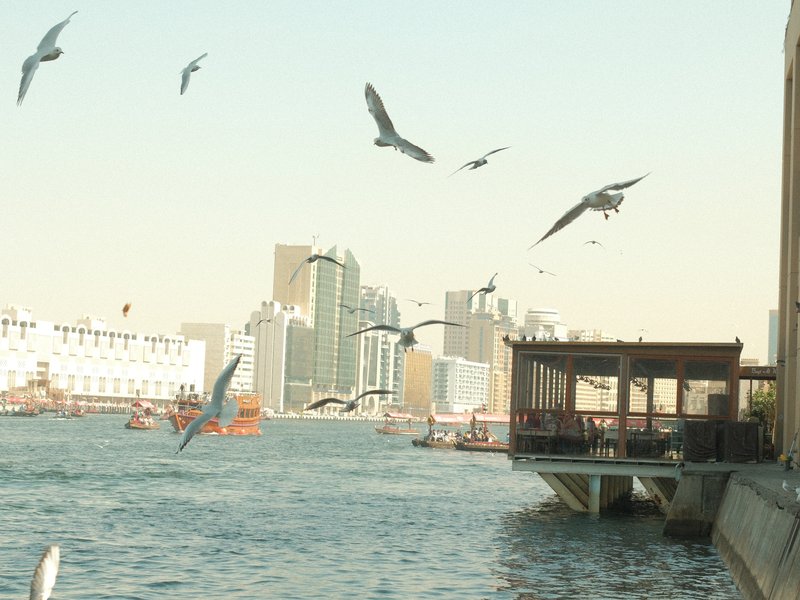 A waterfront scene with birds flying over a river and a city skyline in the background.