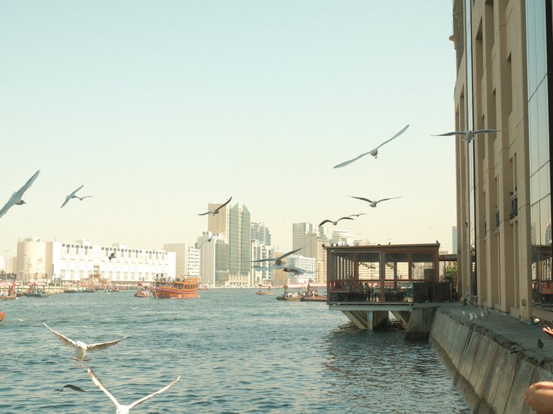 A view of a waterfront with seagulls flying over the water and city skyline in the background.